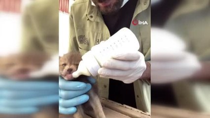 Yavru tilkiler doğal yaşam alanlarına bırakıldı