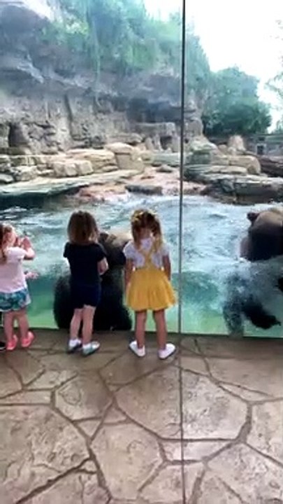 Kids Enjoy Amazing View of Bears Playing in the...