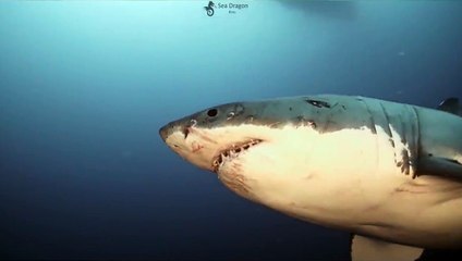 Un grand requin blanc de combat