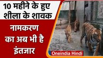 West Bengal: 10 महीने के हुए बाघिन शीला के शावक, नामकरण का इंतजार | वनइंडिया हिंदी