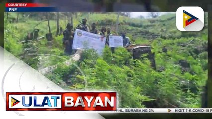 P25.8-M halaga ng marijuana, sinira ng PNP sa Kalinga; mga iligal na droga, nakita ng otoridad sa bulubundukin sa Sitio Ballay
