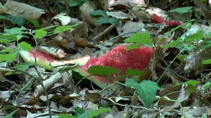 PİKNİKÇİLER YİNE ORMANI ÇÖPLÜĞÜ ÇEVİRDİ