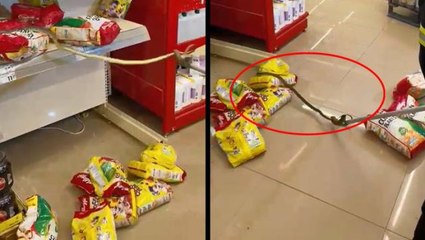 Alışveriş için gittikleri markette rafların arasından yılan çıktı