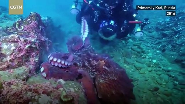 Massive octopus attacks diver, drags equipment through sea