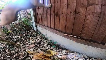 Dogs Behaving (Very) Badly S03E07 (16 Feb 2021)