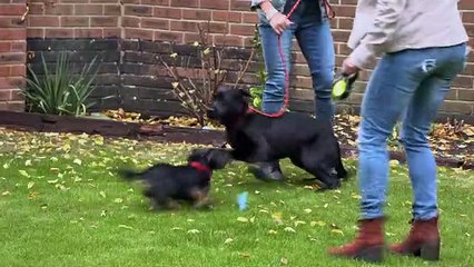 Dogs Behaving (Very) Badly S03E09 (2 March 2021)