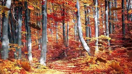 Beautiful Relaxing Music and Natural Vibes