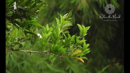 Relaxing Music | Relaxing Music & Rain For Sleeping, Healing, Meditation