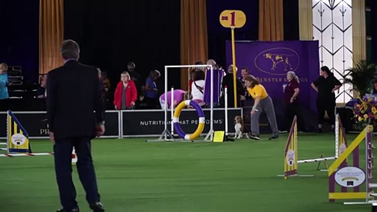 Flinke vierbeiner bei hundeshow in new york