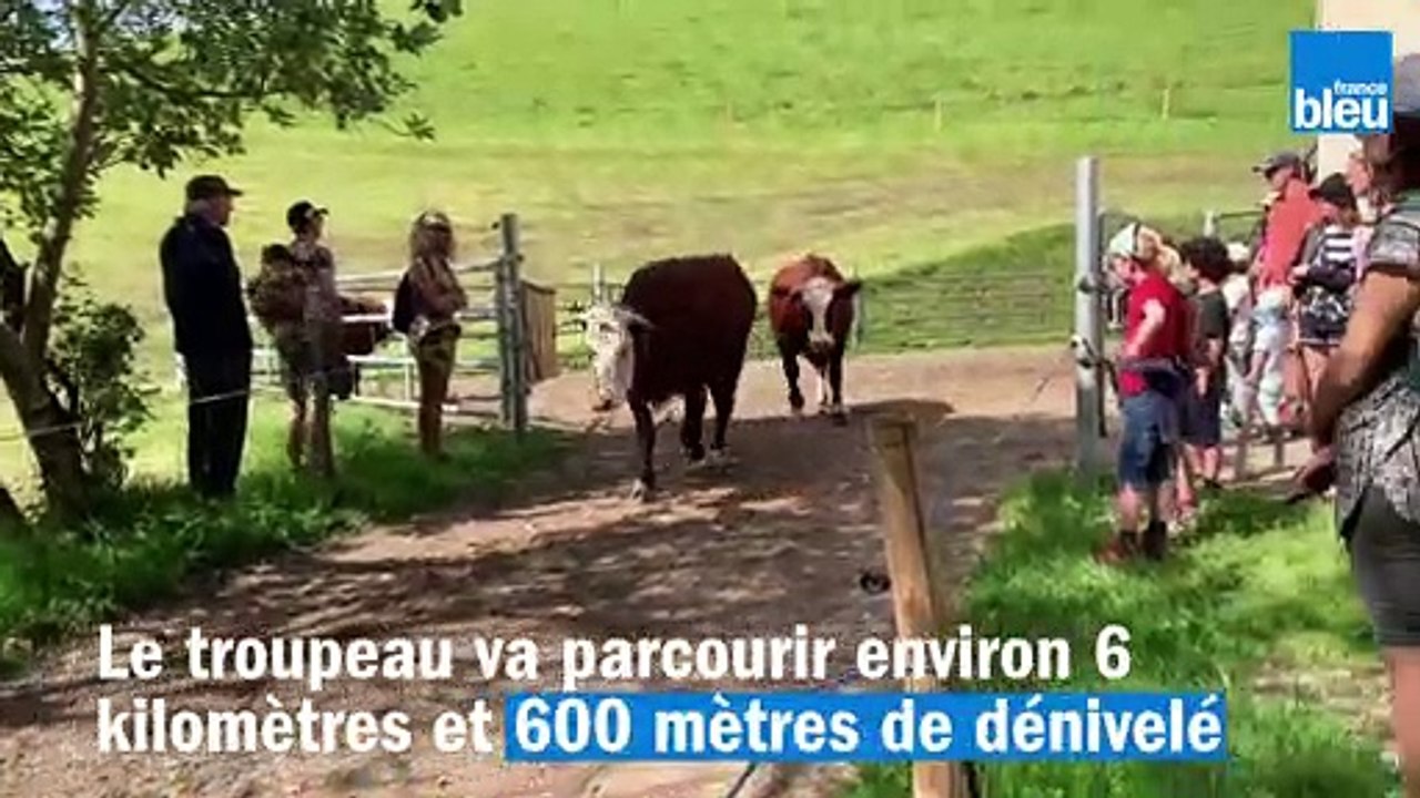 La montée en alpage des vaches du Vercors