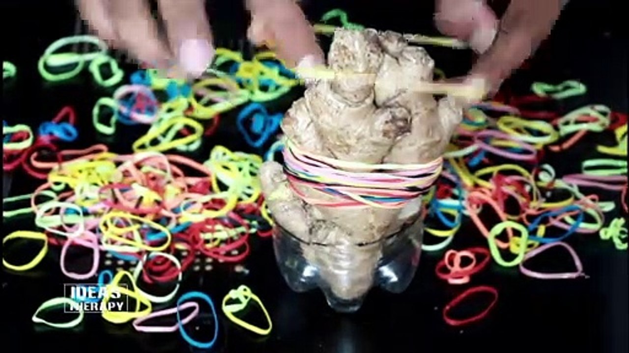 Ginger Vs Rubber Bands | Latest Experiment Challenge Video | Ideas Therapy