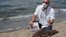 İZMİR DİKİLİ KIYILARINI 'SARGASSUM' TÜRÜ YOSUNLAR SARDI
