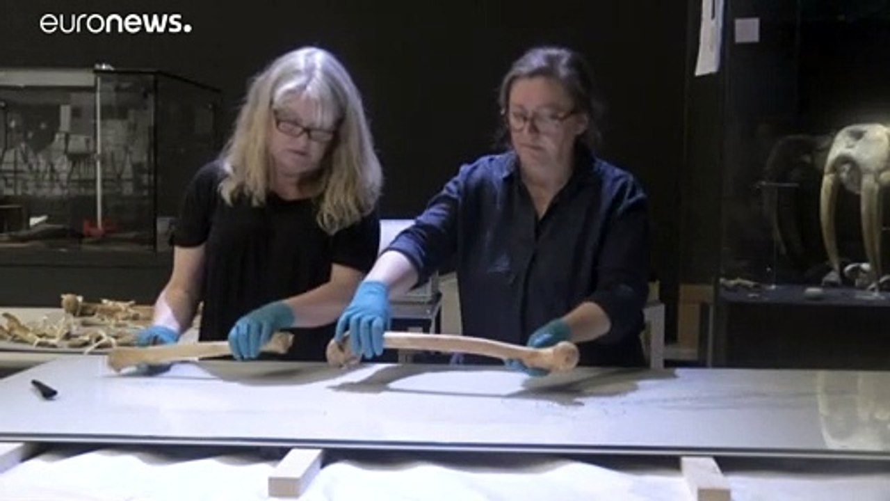 Wikingerkrieger nach 1000 Jahren wiedervereint