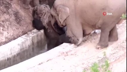 Çin'de su kanalına düşen yavru fili başka bir fil kurtardı