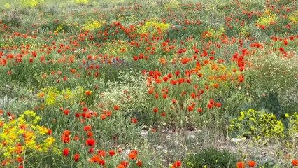 Son dakika haberi! Gelincikler görsel şölen sunuyor