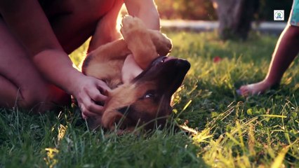 Playing with Cute Dogs