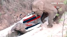 Yavru fili düştüğü kanaldan diğer filler kurtardı