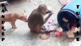 Monkey_vs_Dog_|_Monkey_dog_funny_fight_video(720p)