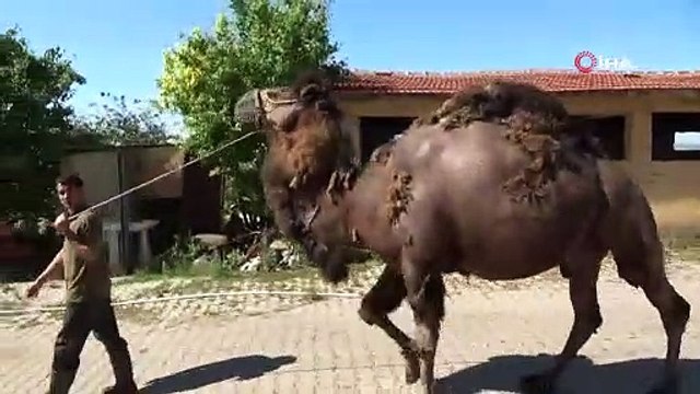 Güreşlerde kaybetmenin bedelini hayatıyla ödeyecek!