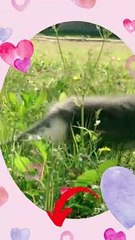Don't Miss This Amazing Cat Video #Shorts