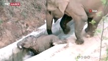 Kanala düşen yavru filin yardımına yetişkin fil koştu