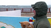 Rara colónia de leões marinhos na ilha russa de Sakhalin
