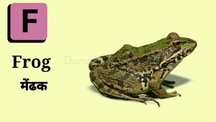 Alphabet F | एफ वाले शब्द | F | Phonics Letter -F | Learning Alphabets For kids