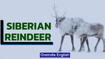 Climate Change Impacting Reindeer | Melting Permafrost in Siberia | Oneindia English