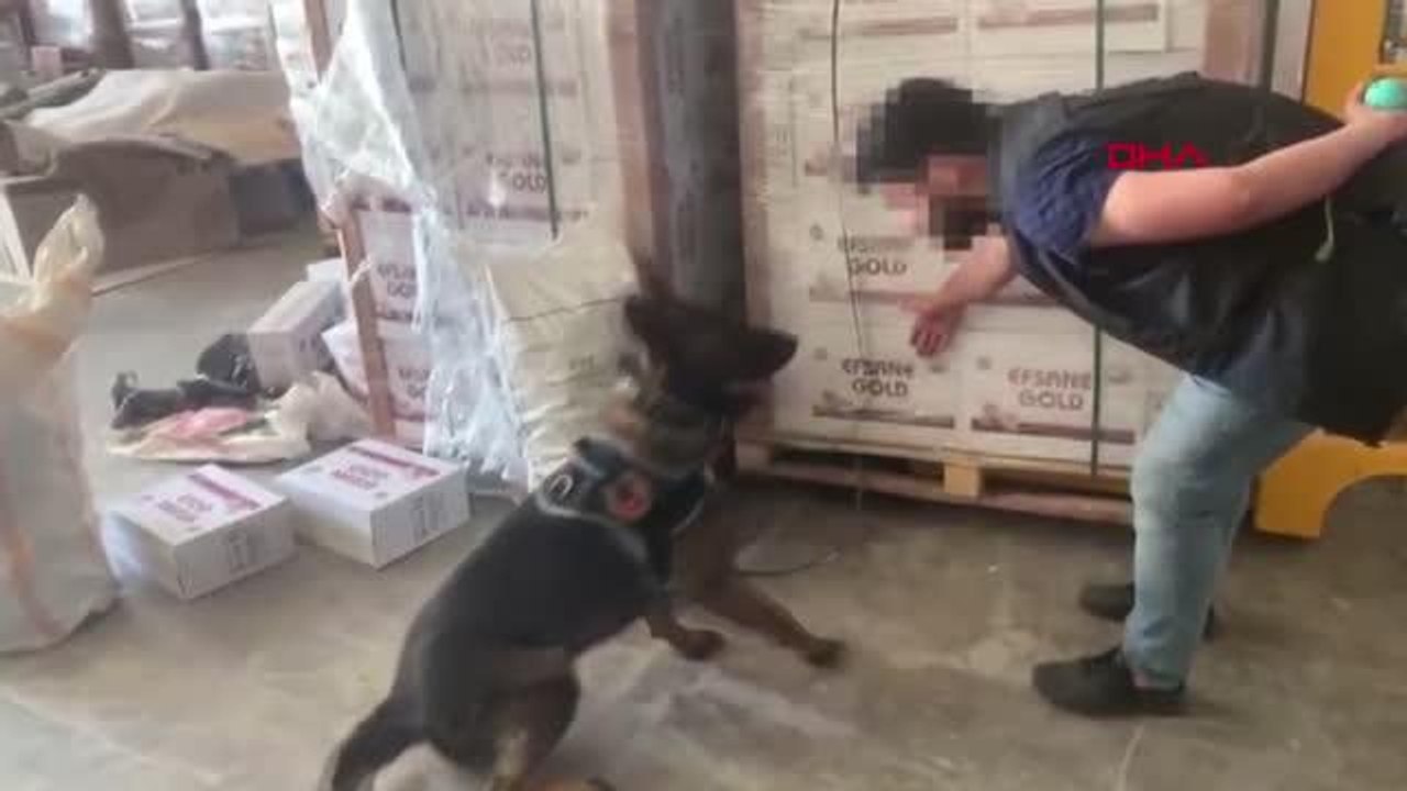 ŞANLIURFA'DA BİSKÜVİ KUTULARI ARASINDA KAÇAK SİGARA ELE GEÇTİ