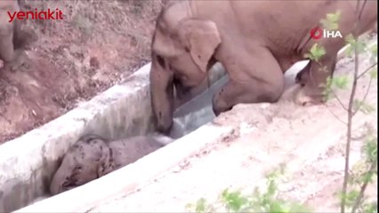 Fillerin dayanışması! Kanala düşen fili başka bir fil kurtardı