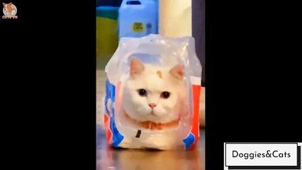 Cute cat and dog compilation 2021 | beautiful cats and dogs - Doggies Cats