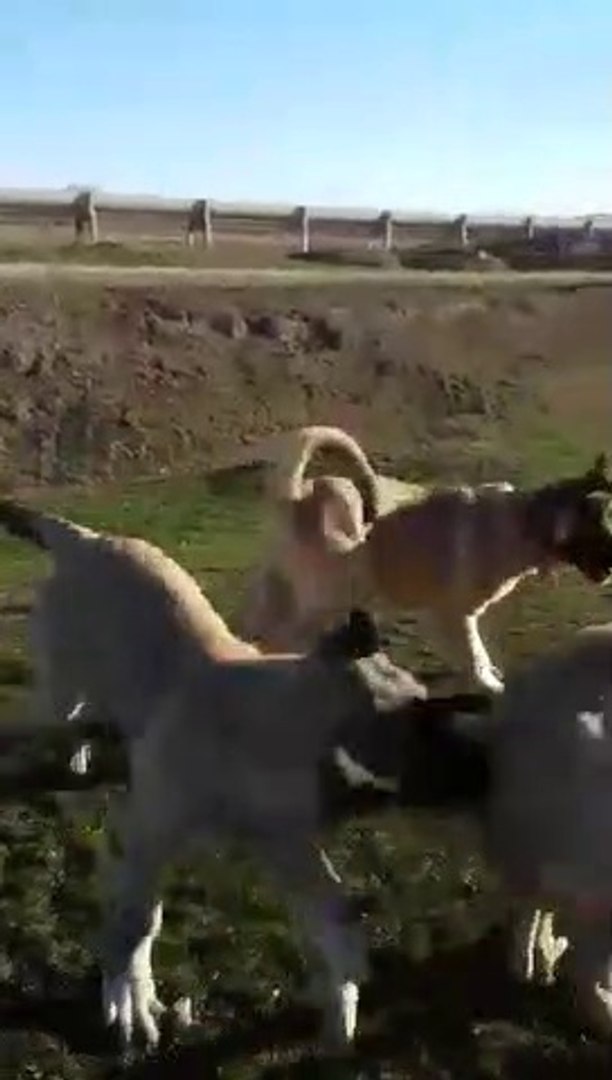 ⁣GENCLER AKSAMUSTU VS YAPTI - YOUNG SHEPHERD DOGS VS