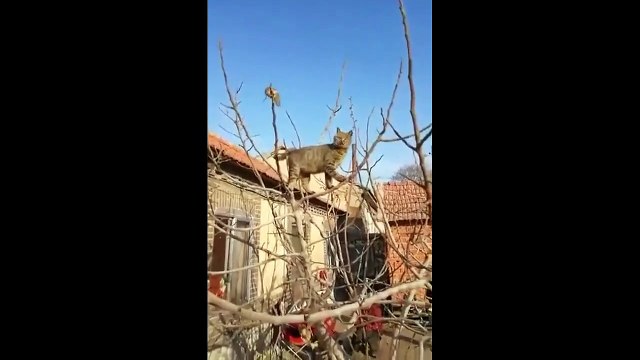 Ce rat échappe au chat d'une façon géniale