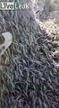Des milliers de criquets recouvrent un arbre