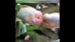 Omg Animals Soo Cute! Aww Cute Baby Animals Videos Compilation Funny & Cute Moment Of The Animals #5