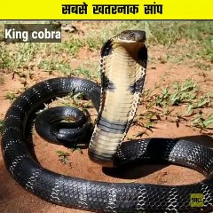 दुनिया_का_सबसे_ख़तरनाक_सांप_?__|_Amazing_Facts_In_Hindi_|_#shorts(360p)