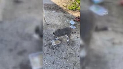KASTAMONU - HAYTAP gönüllüleri kısıtlamada sokak hayvanlarını unutmadı