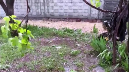 KASTAMONU - Dolu tarım alanlarında zarara yol açtı