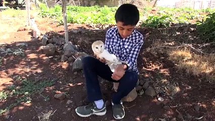 ŞANLIURFA - Yaralı bulunan peçeli baykuş korumaya alındı