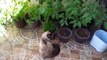 los gatos en el jardin de el patio felino chocolate y pernanca plantas de tomate creciendo rapidamente