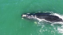 Baleias-franca aparecem em Santa Catarina pela primeira vez em 2021