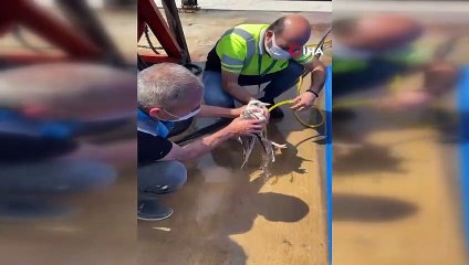 Deniz salyası çalışmaları sırasında ağa takılan martı kurtarıldı