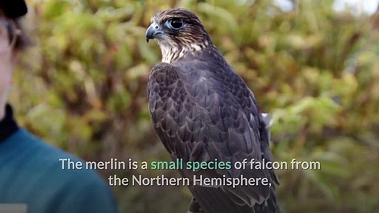 Merlin Bird Happy Learning