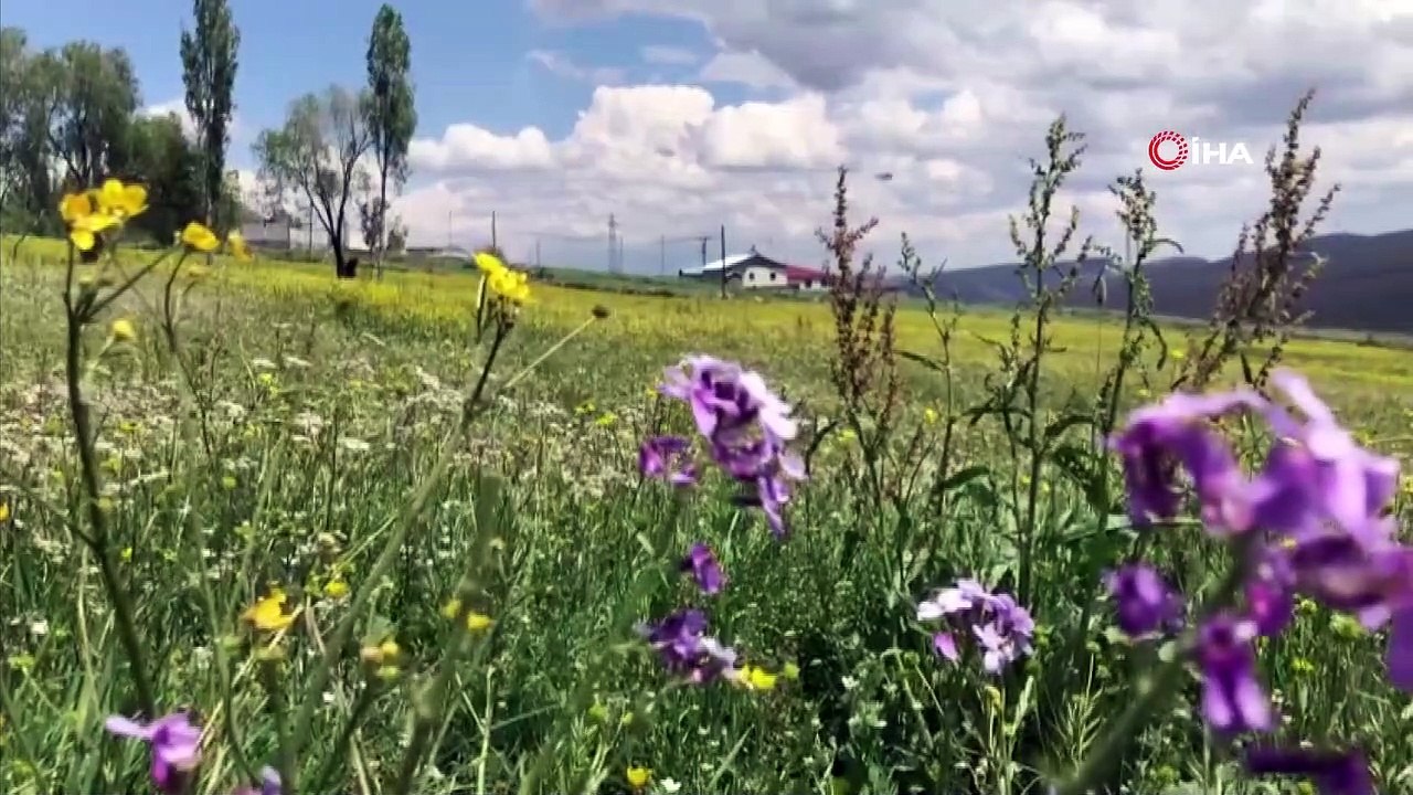 Allahuekber Dağları’nın eteklerinde görsel şölen
