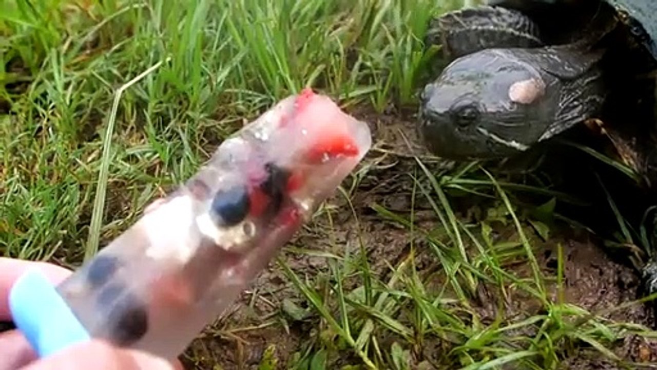 Turtles Happy Eating Popsicles??