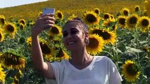 ADANA - Çukurova'da sarıya boyanan ayçiçeği tarlaları doğal fotoğraf stüdyosu haline geldi