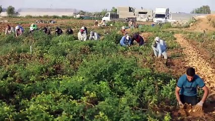 GAZZE - Gazzeli çiftçiler İsrail saldırılarının ardından buruk bir hasat dönemi geçiriyor (2)
