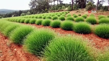 Deterjan ve kozmetik fabrikalarının gözdesi o köy hasada hazırlanıyor