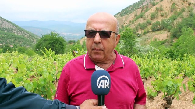 KASTAMONU - Yaprağı meyvesinden pahalı olan Tosya'ya özgü 'Kahta yaprağı' kilosu 45 liradan alıcı buluyor