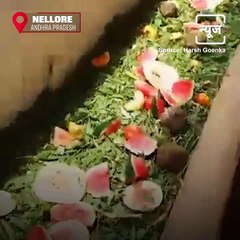 Nellore Couple Celebrates Marriage In Pashu Kshetra